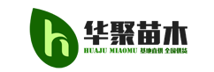 黄柏种子_川黄柏树种子-四川筠连县华聚棣种植专业合作社