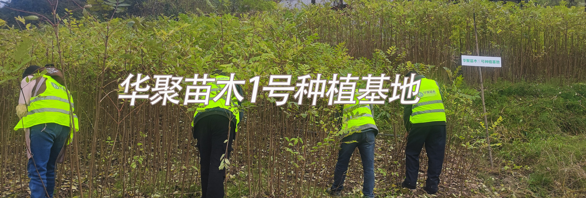 华聚苗木1号黄柏苗种植基地