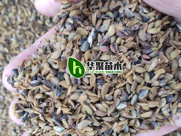 黄檗树种子 2025年新种子