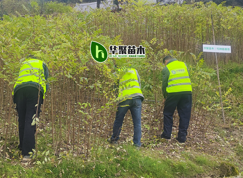 四川筠连1号黄柏苗基地