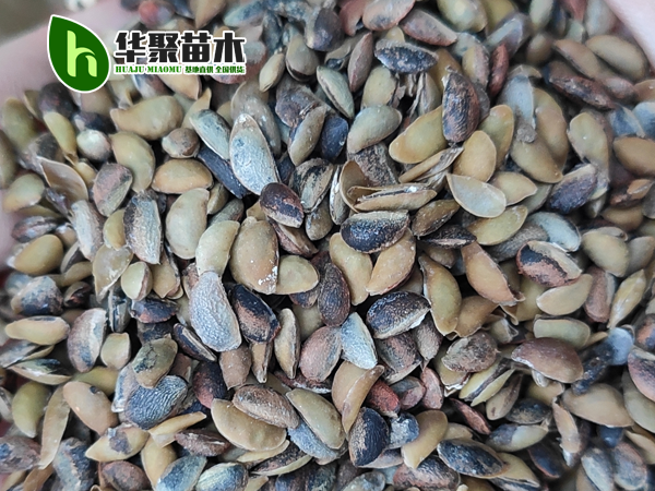 黄柏种子-2025年新种子 颗粒饱满