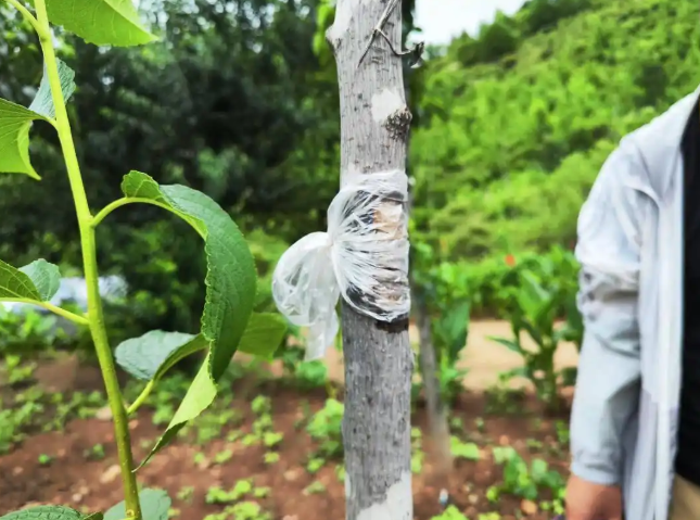 东北葫芦岛万亩杜仲林奏响生态富民交响曲