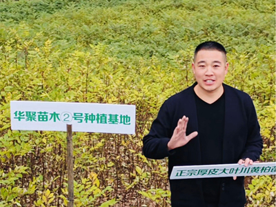 川黄柏苗四川筠连2号基地