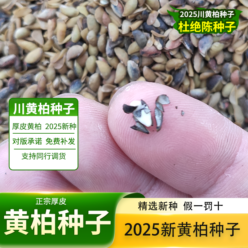 黄柏籽多少钱一斤