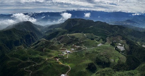 从药材到“药财” 看金口河黄柏如何走出深山成为“中国黄柏之乡”