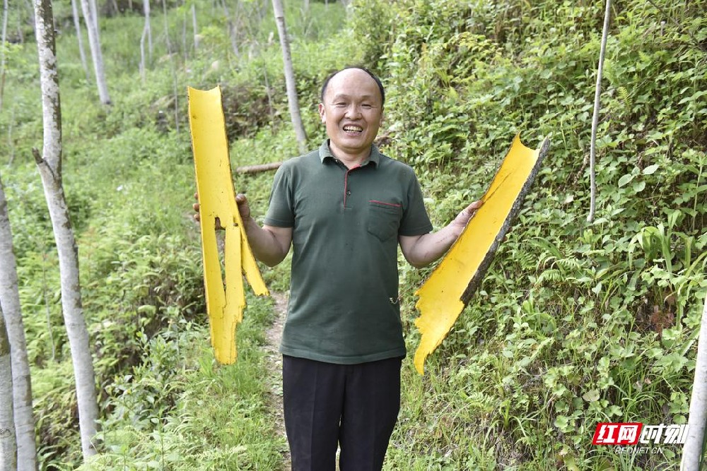 桑植县乡村振兴：十年种一树 种出好“钱”景